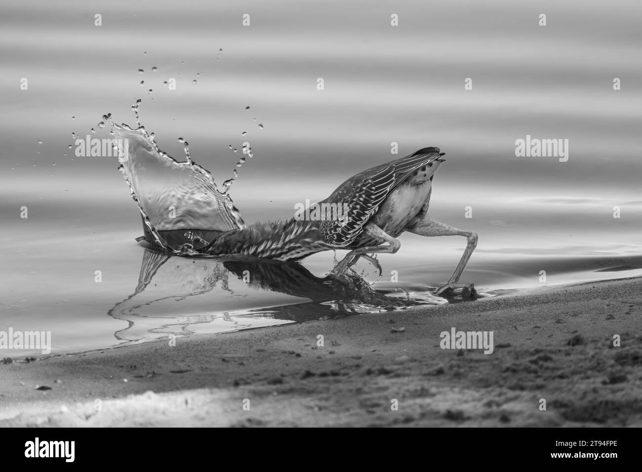 A white bird stands on a rocky beach shoreline, reaching its long beak
