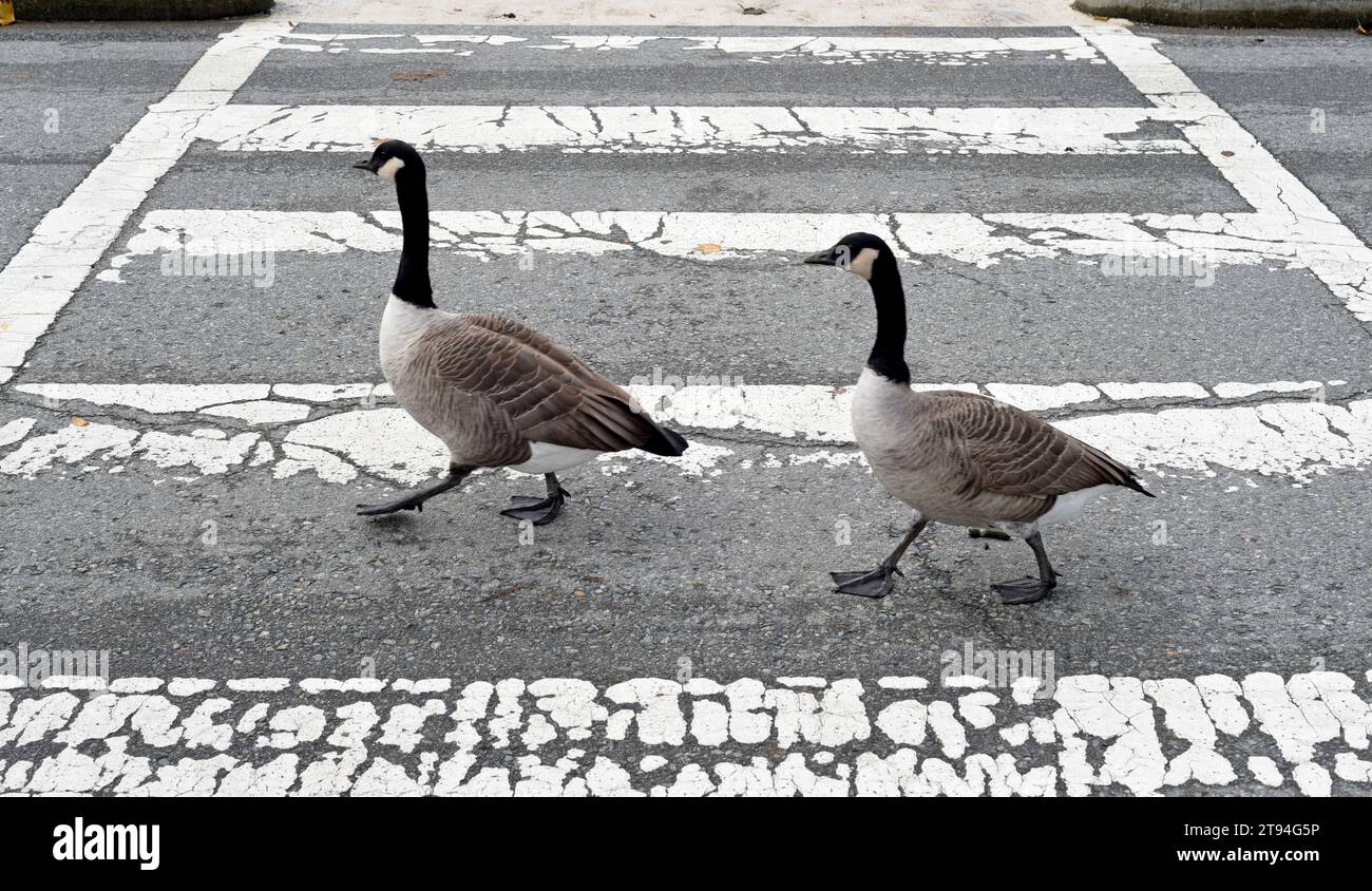 Canada goose shop vancouver quito