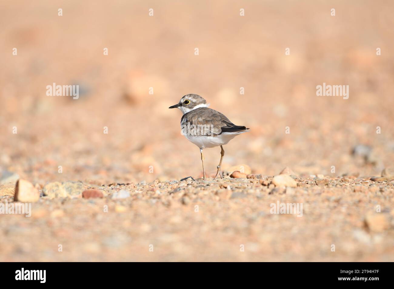 Little ringed plover standing alone in the sand Stock Photo