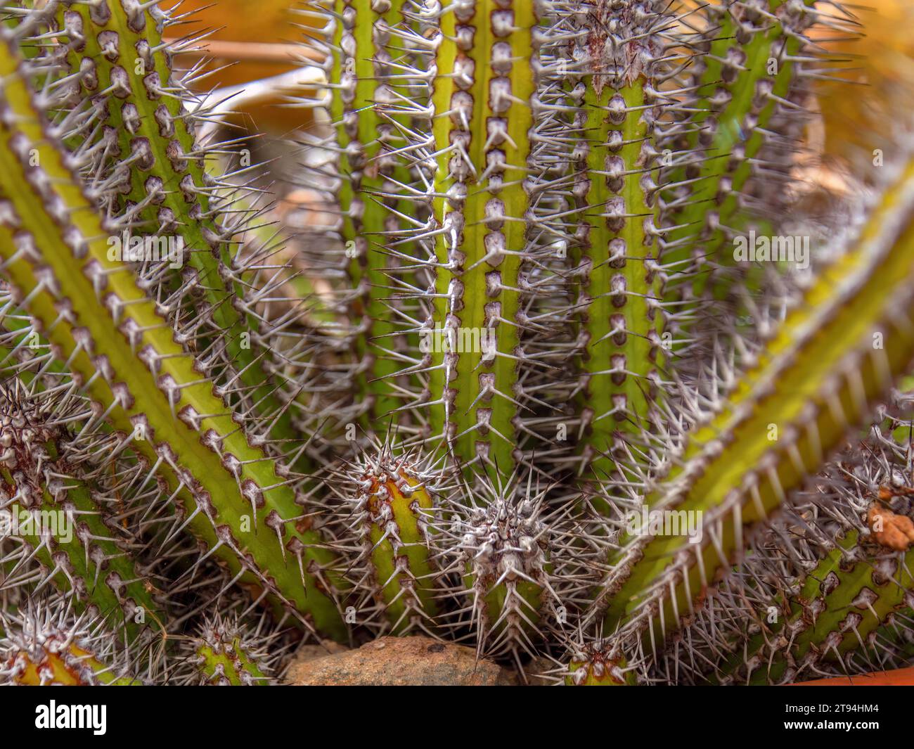 Close-up photography of an euphorbia baioensis cactus, captured in a greenhouse near the town of Villa de Leyva in central Colombia, Stock Photo