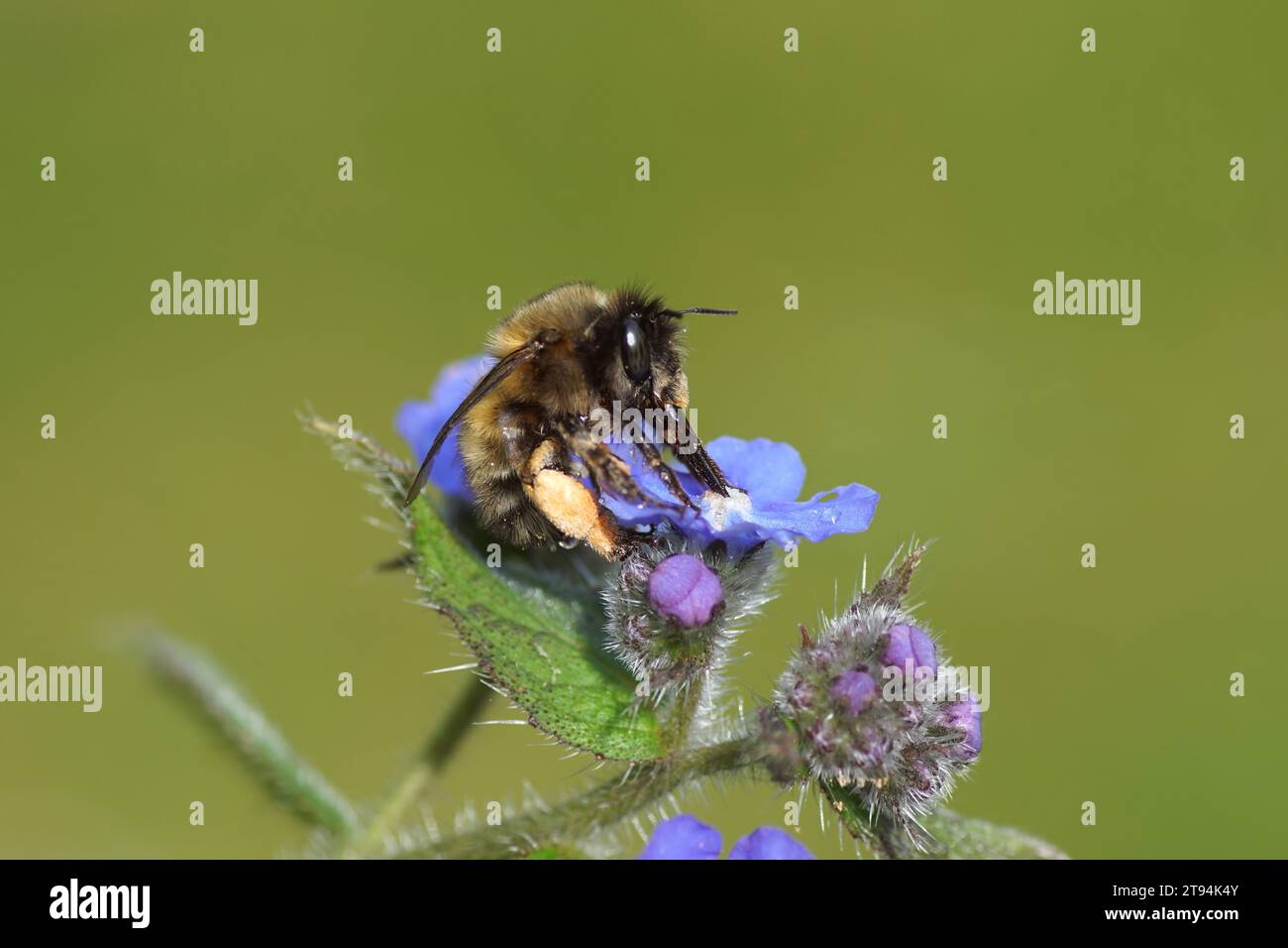 Close up hairy-footed flower bee (Anthophora plumipes) on flowers of green alkanet (Pentaglottis sempervirens), family borage (Boraginaceae) Stock Photo