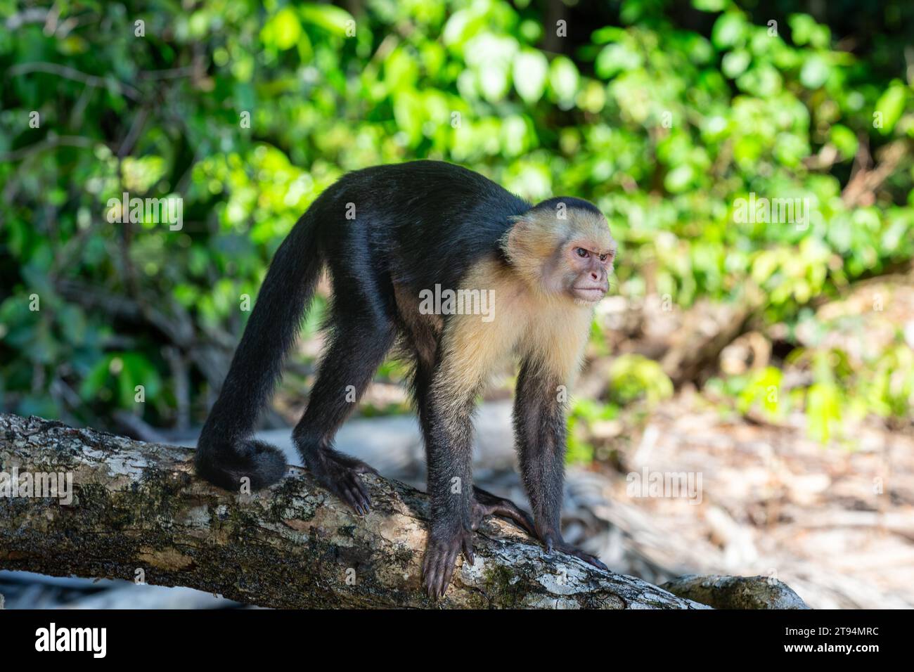 A wild capuchin monkey on a log in Costa Rica.  The monkey’s expression looks like scowling or frowning. Stock Photo