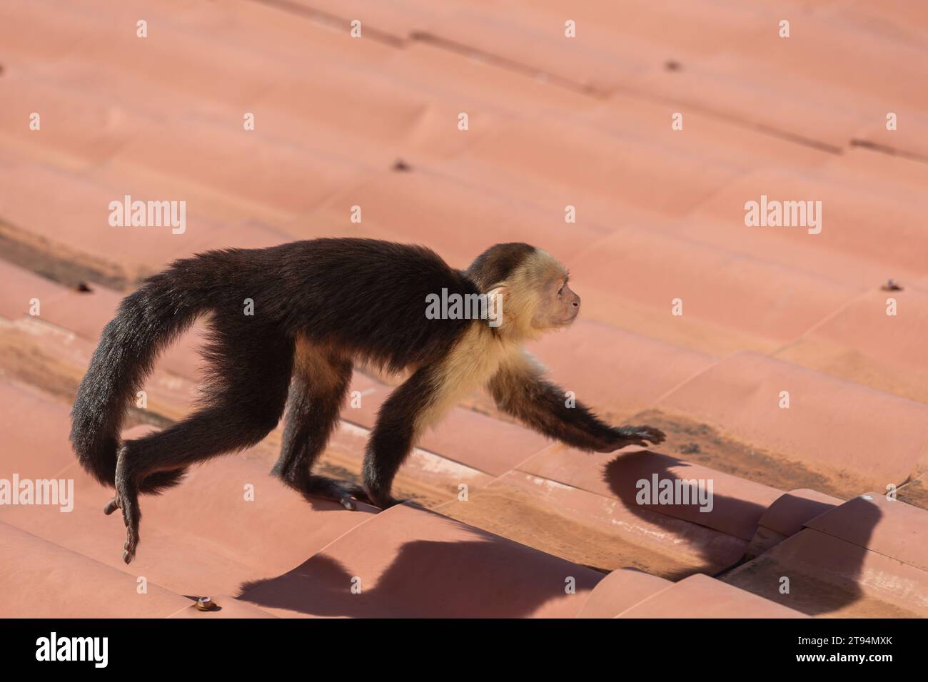 A determined looking wild capuchin monkey moving along a rooftop in Costa Rica. Stock Photo