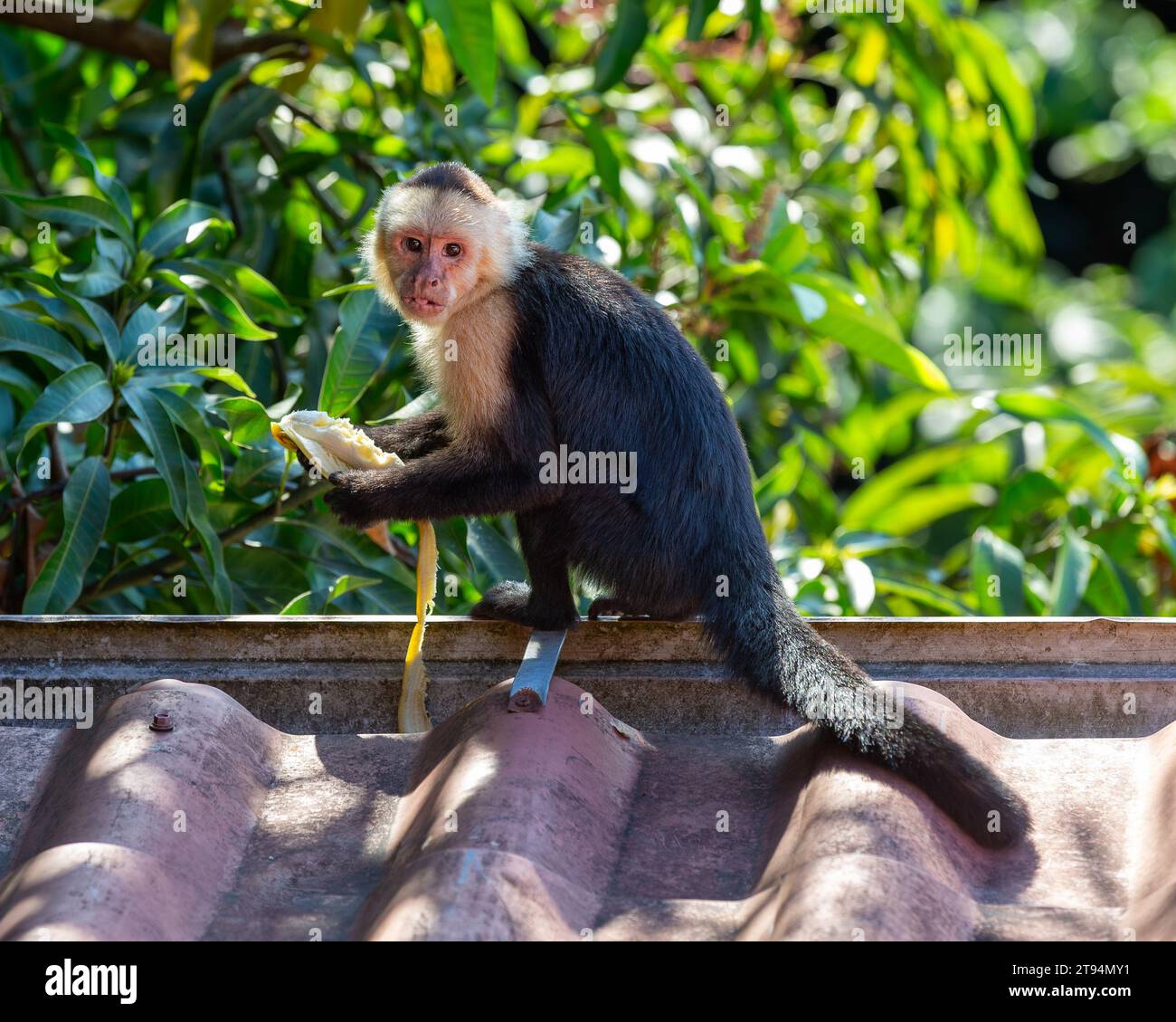 Capuchin monkey food hi-res stock photography and images - Alamy