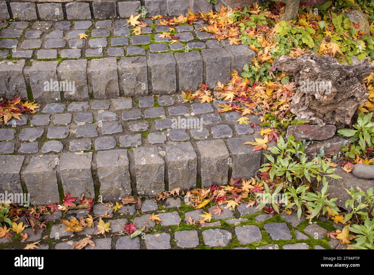 Herbstlaub auf einer Treppe aus Basalt-Pflastersteinen Stock Photo