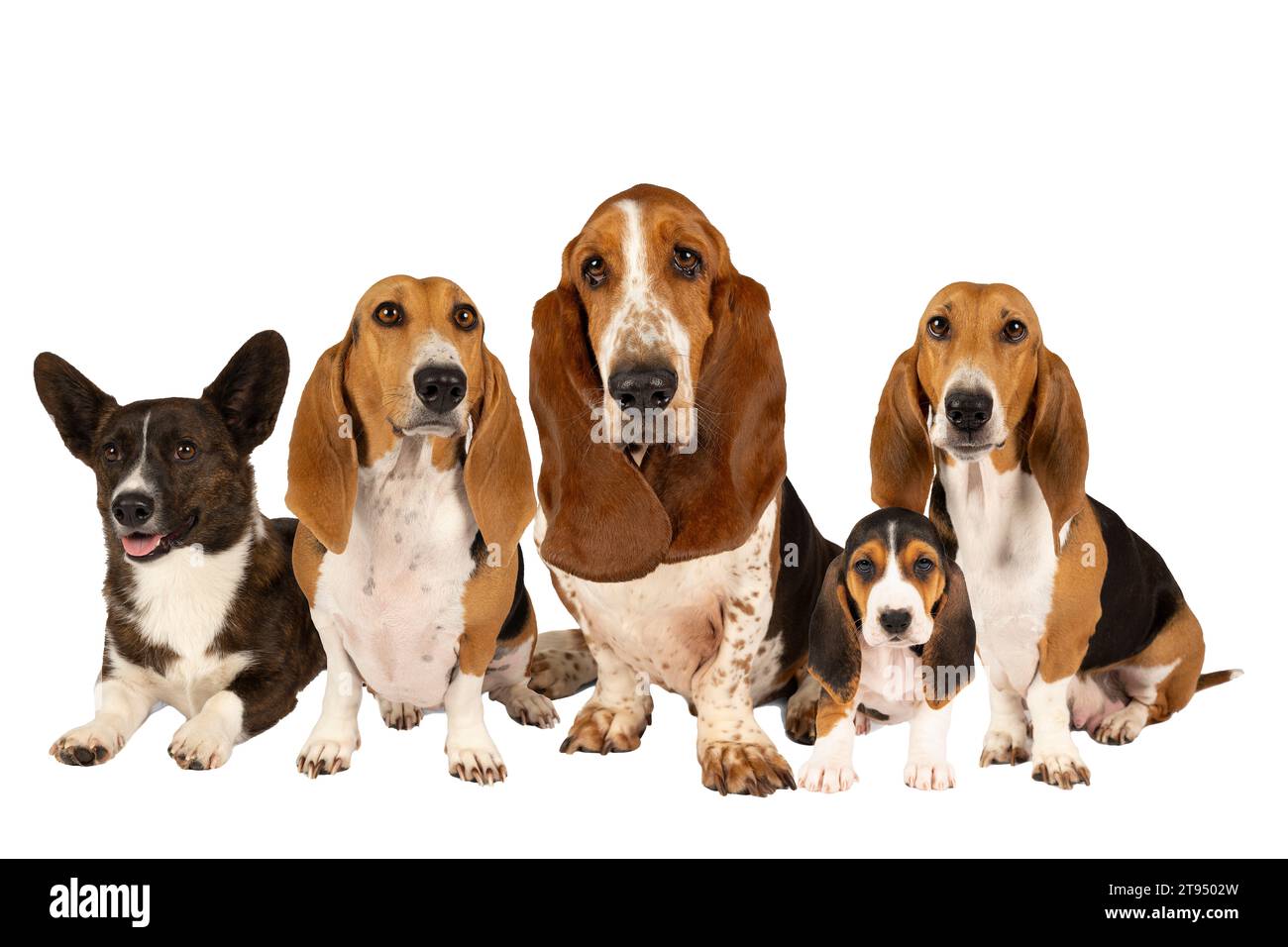 A Dog family or pack of a French basset artesien normand and puppy a basset hound and a welsh corgi standing and seen from the front isolated on a whi Stock Photo