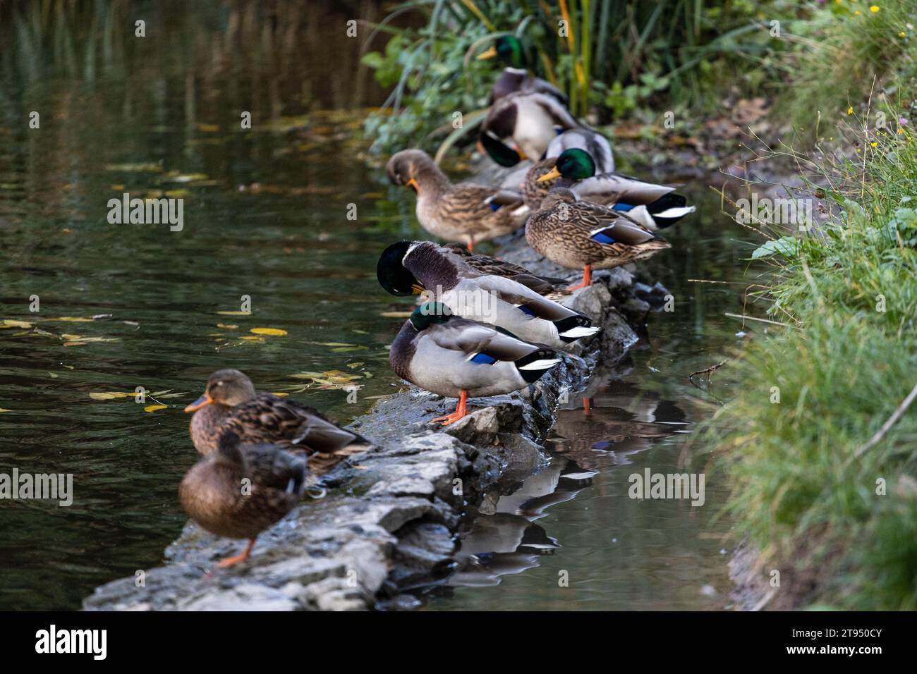 A family of ducks, geese swims in a water channel, river, lake. Lots of reeds and water lilies. Beautiful ducks float along the river, lake, water cha Stock Photo