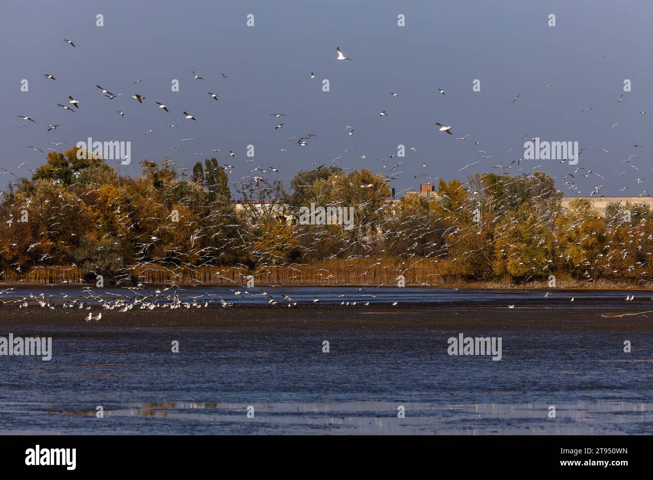 Many river gulls hunt fish in lakes, rivers, and canals. Seagulls fly over the water. Seagulls gracefully glide over the water's surface, their wings Stock Photo
