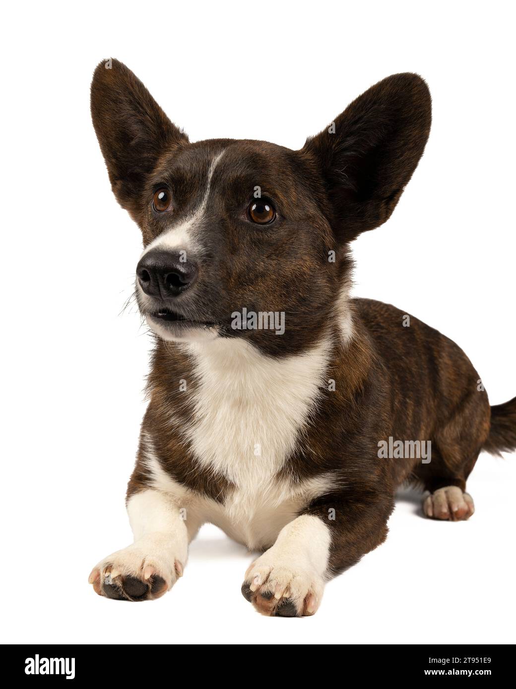 Male Cardigan Corgi lying down looking up isolated in white Stock Photo