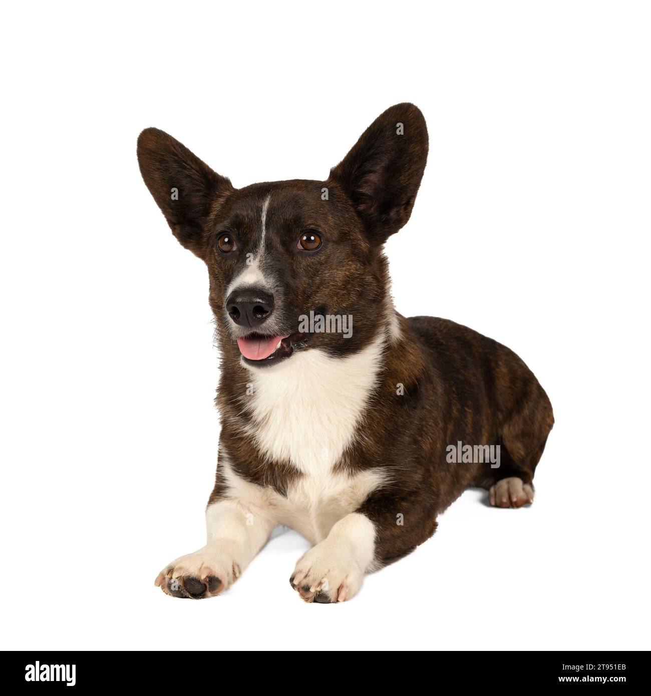 Male Cardigan Corgi lying down looking aside isolated in white Stock Photo