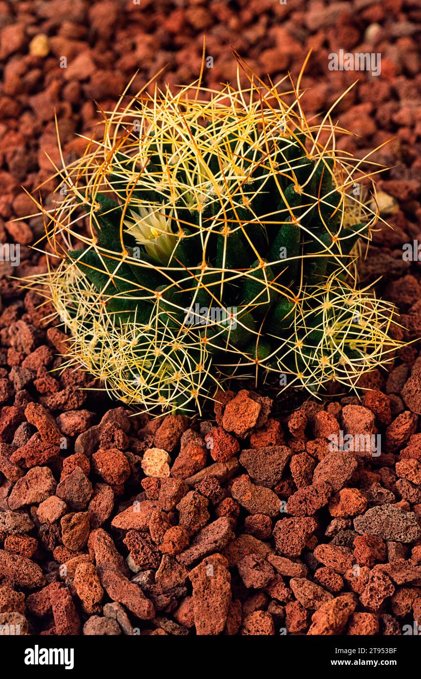 Mammillaria camptotricha hi-res stock photography and images - Alamy