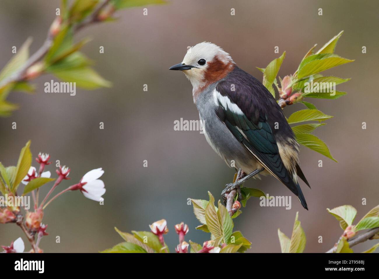 Chestnutcheeked starling (Agropsar philippensis), male sitting on a