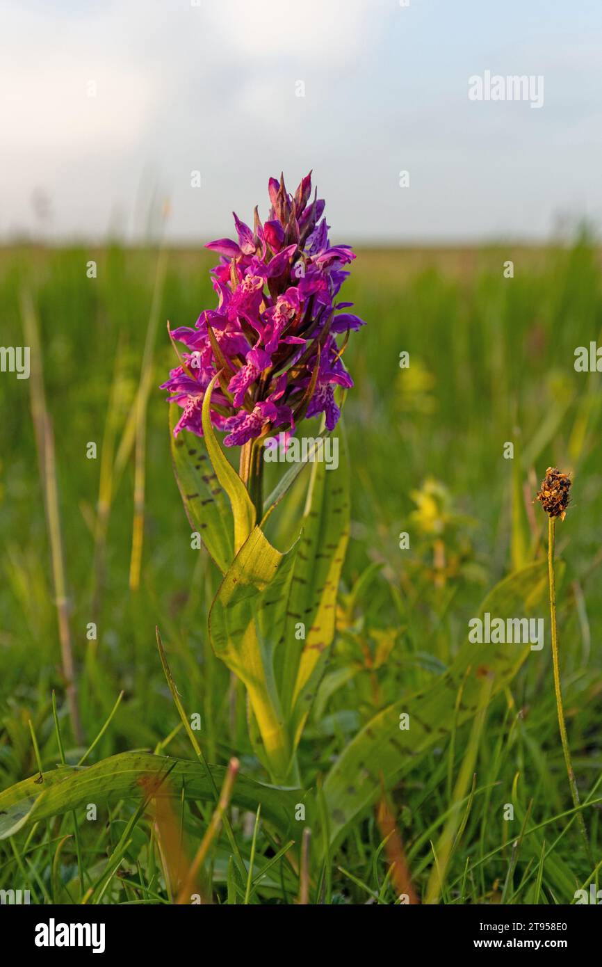 western marsh-orchid (Dactylorhiza majalis), blooming in a meadow, Netherlands, Frisia, Workum Stock Photo