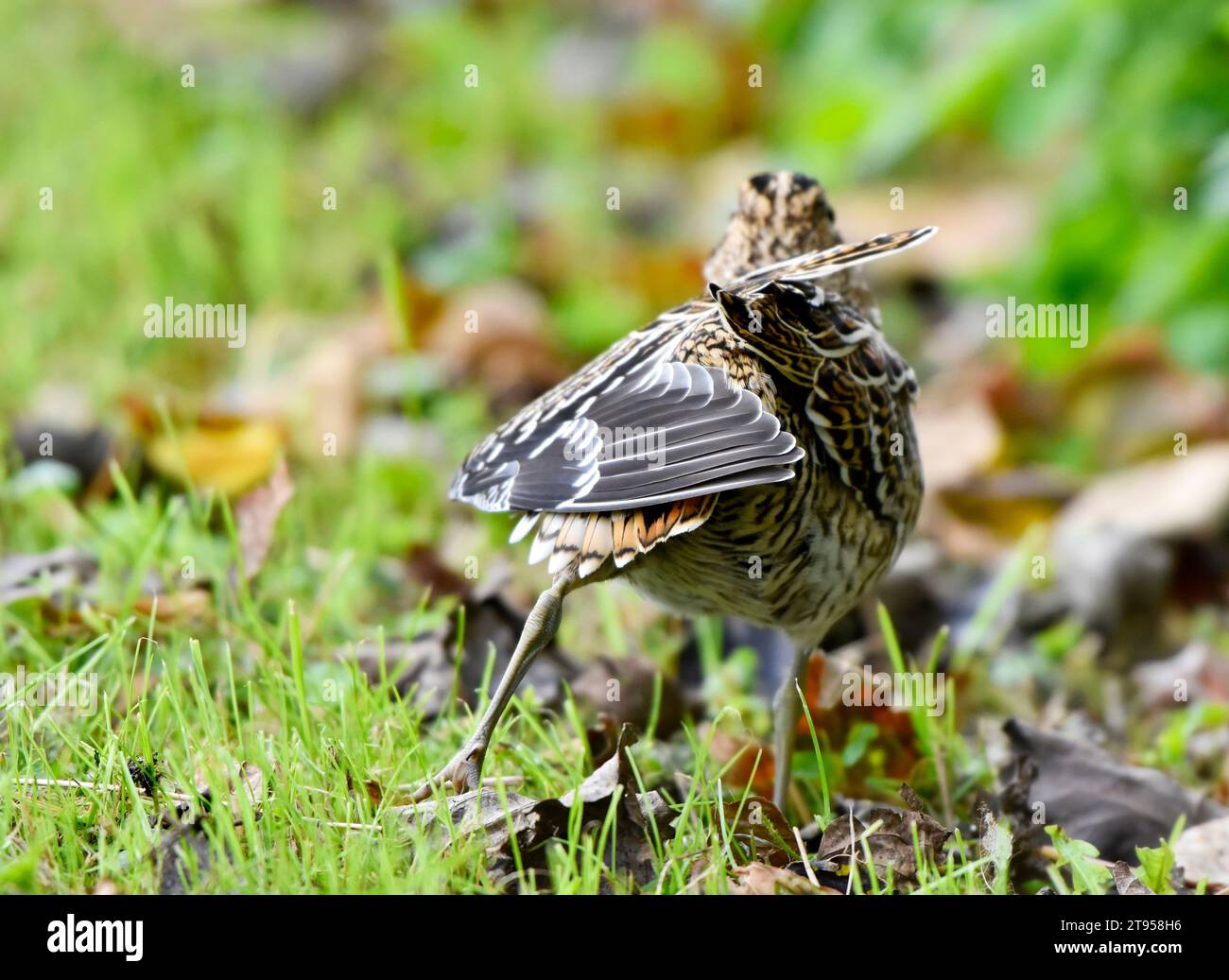 great snipe (Gallinago media), walking on a meadow, seen from the back, stetching its wing, Netherlands, Texel Stock Photo