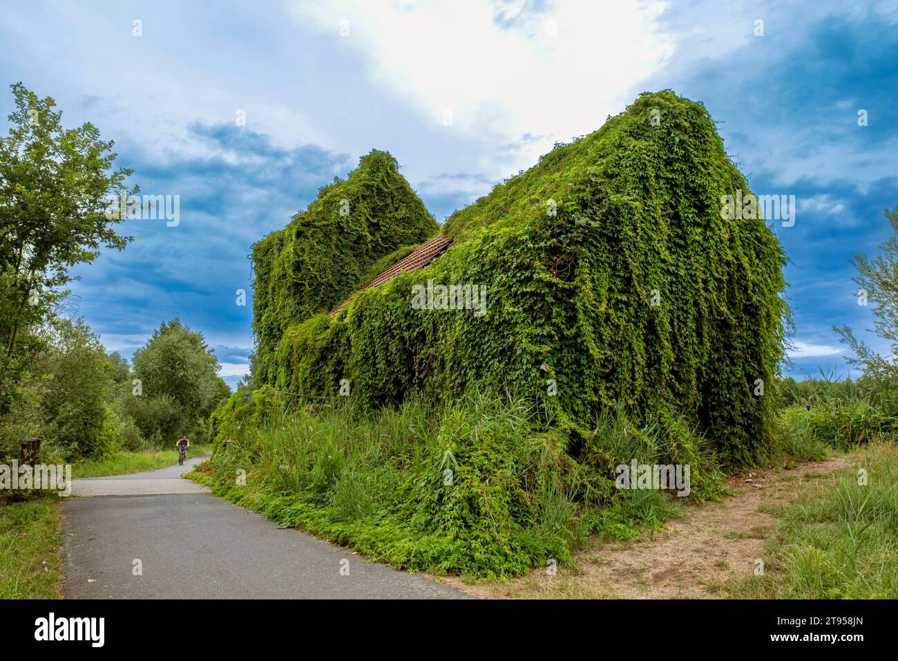 false Virginia-creeper (Parthenocissus inserta, Parthenocissus quinquefolia agg.), overgrown house in Spreewald near Luebben, Germany, Brandenburg Stock Photo