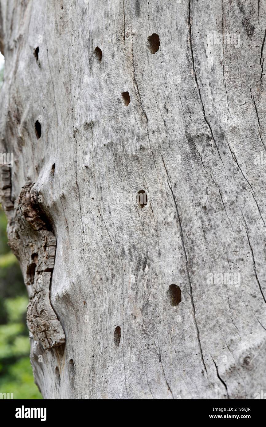 Violet carpenter bee (Xylocopa violacea), nest holes in dead wood, Croatia Stock Photo