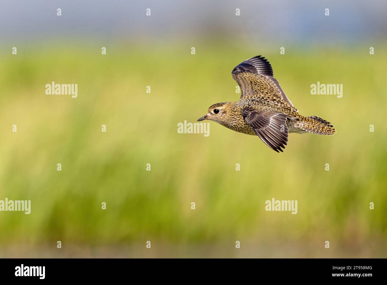 European golden plover (Pluvialis apricaria), in flight, Netherlands, Frisia, Wommels Stock Photo