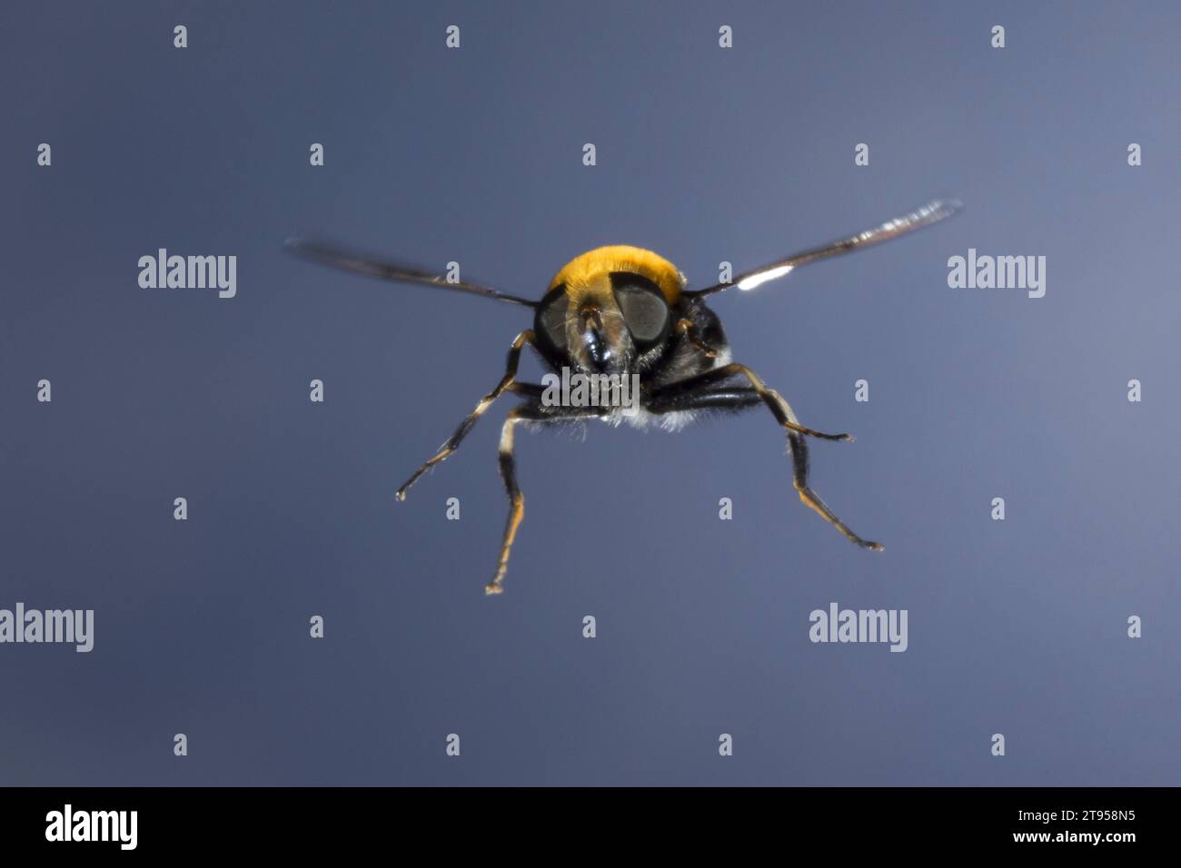 Furry Drone Fly, Furry Dronefly (Eristalis intricaria), in flight, front view, Germany Stock Photo