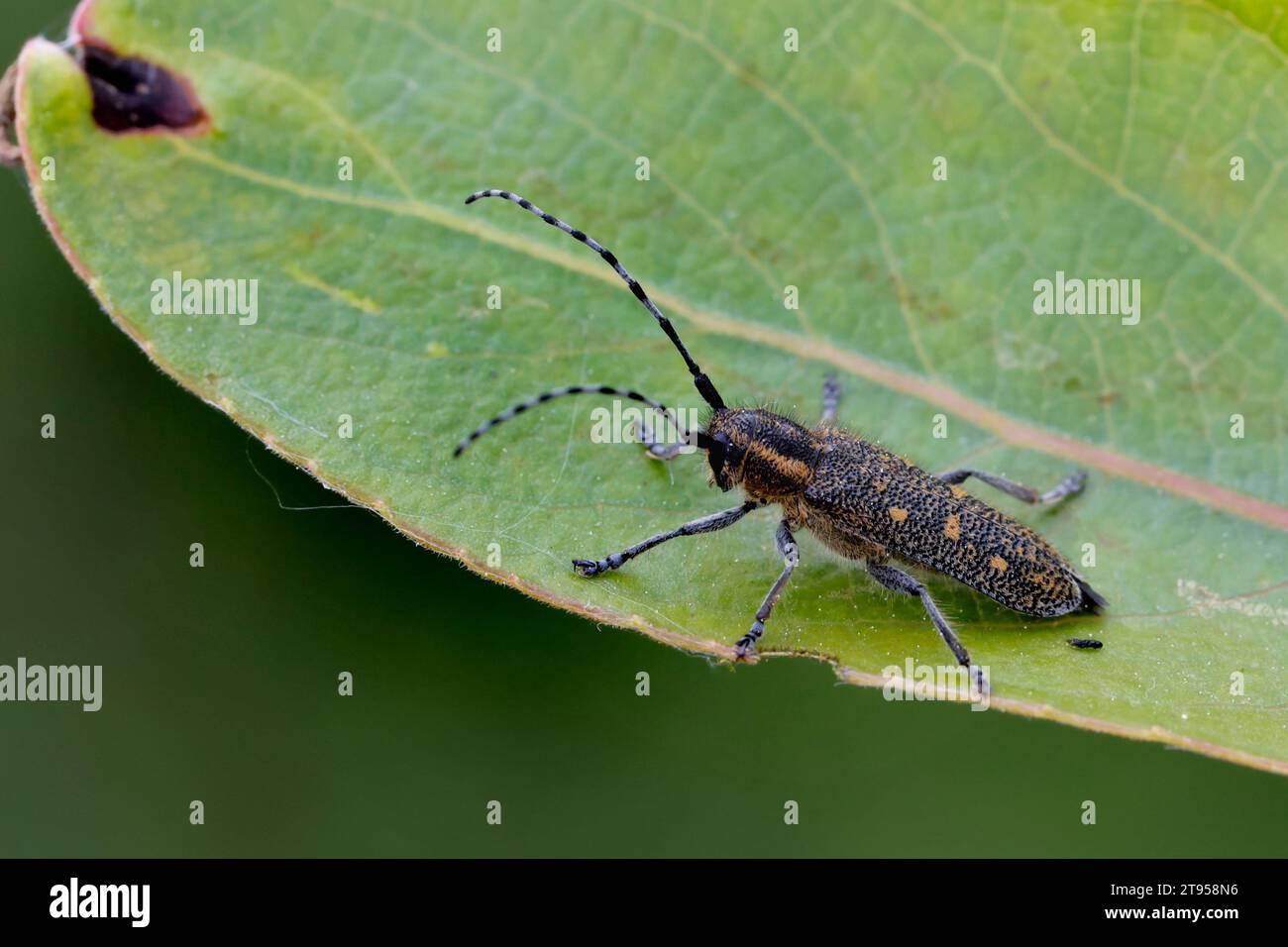 Small poplar borer, Lesser poplar borer, Small poplar longhorn beetle (Saperda populnea), sitting on a leaf, side view, Germany Stock Photo