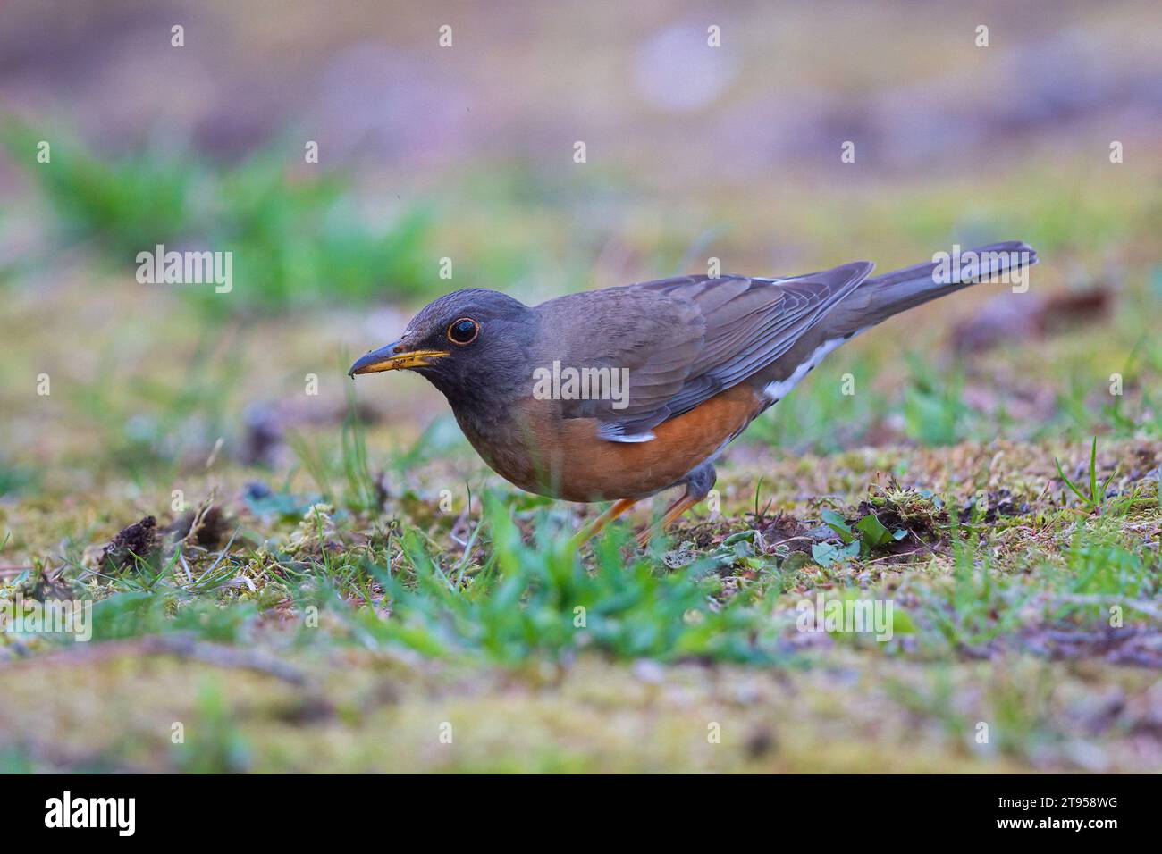 red-billed thrush, brown-headed thrush (Turdus chrysolaus), male foraging on the ground, side view, Japan, Hokkaido Stock Photo