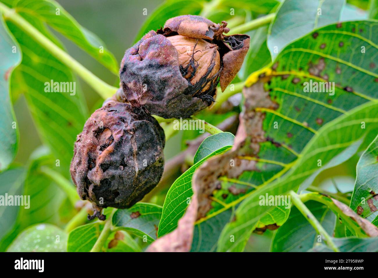 walnut (Juglans regia), damagee on walnut tree, Marssonina disease, Xanthomonas juglandis and Rhagoletis completa, Germany Stock Photo