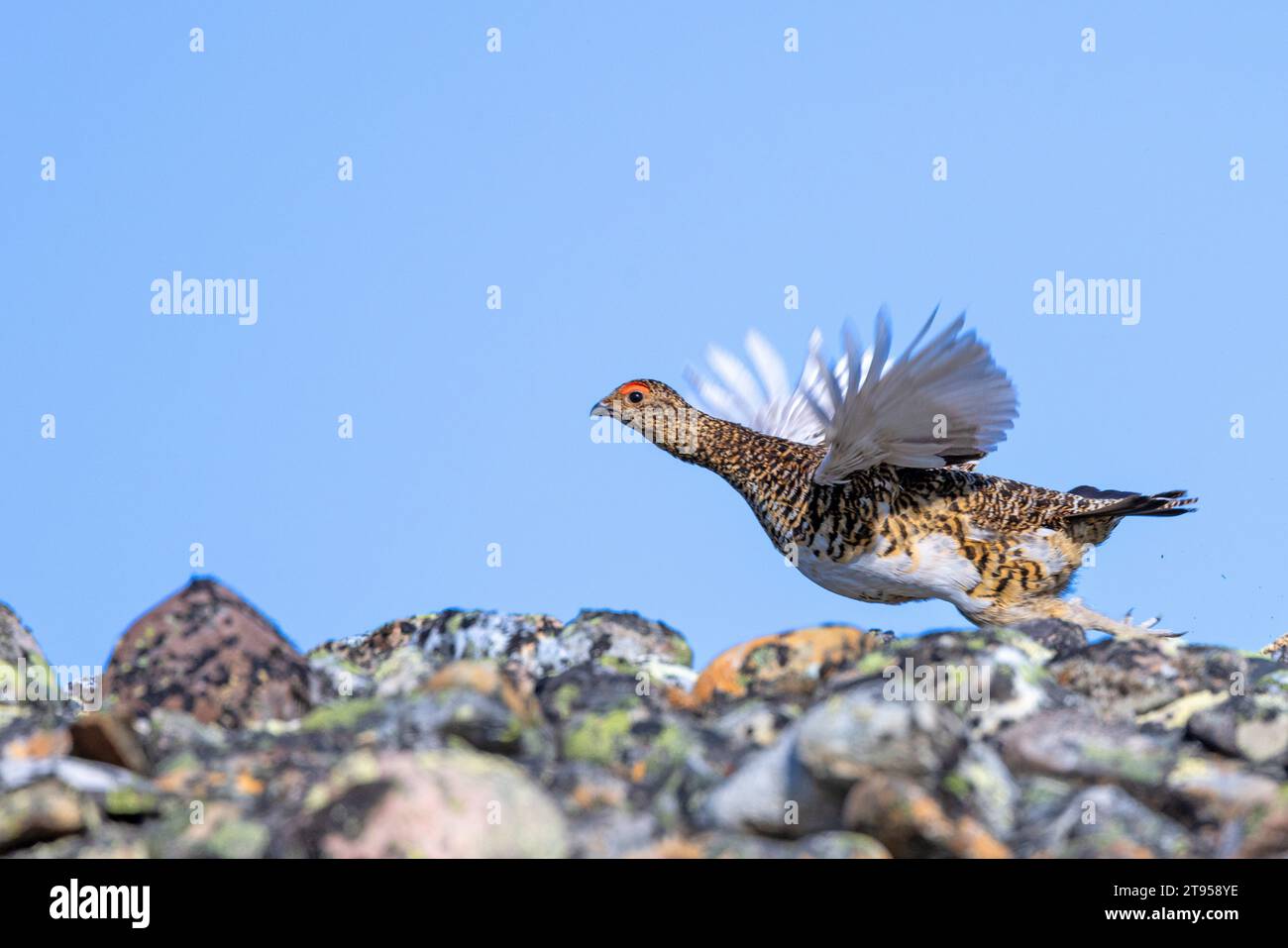 willow grouse, willow ptarmigan (Lagopus lagopus), female starting from a stone wall in the fjell, side view, Norway, Varanger Peninsula, Stock Photo