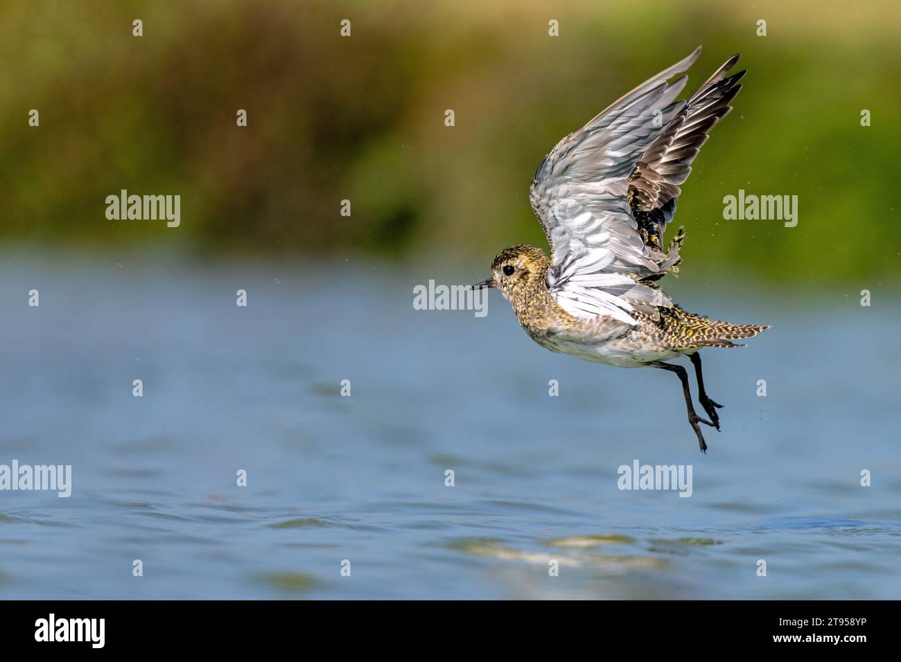 European golden plover, European golden-plover, Eurasian golden plover, golden plover (Pluvialis apricaria), flying up of the shallow water in Stock Photo