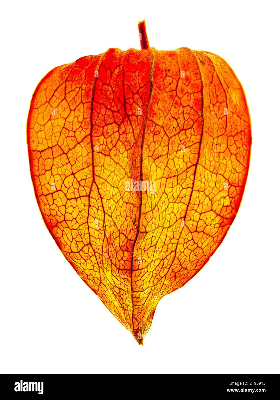 Chinese lantern, Japanese lantern, winter cherry, strawberry tomato