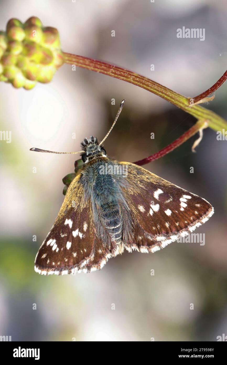 Orbed red underwing skipper (Spialia orbifer), sitting at a plant, Croatia Stock Photo