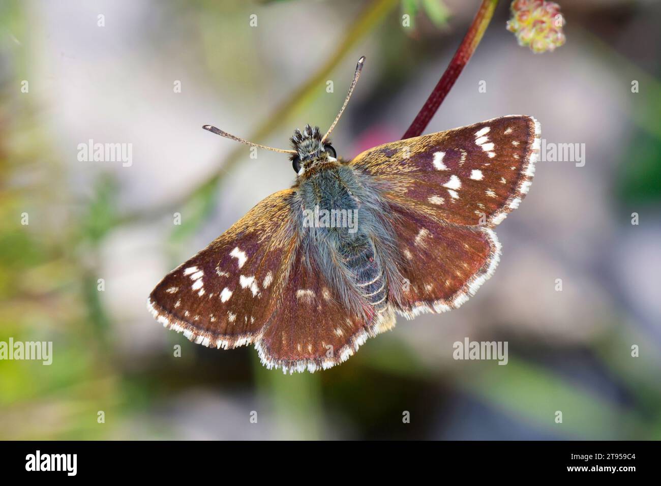Orbed red underwing skipper (Spialia orbifer), sitting at a plant, Croatia Stock Photo