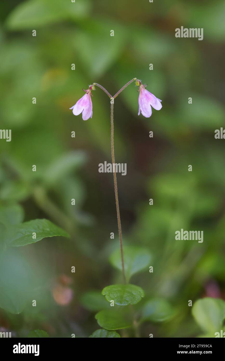 twinflower (Linnaea borealis), blooming, Sweden, Vaesternorrland Stock Photo