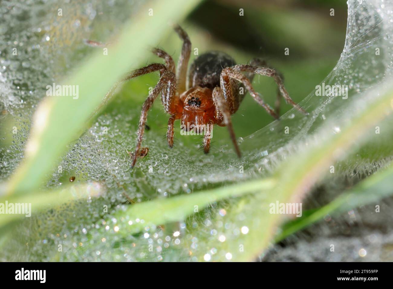 grass funnel-weaver, maze spider (Agelena labyrinthica oder Agelena orientalis), juvenile in web with morning dew drops, Croatia Stock Photo