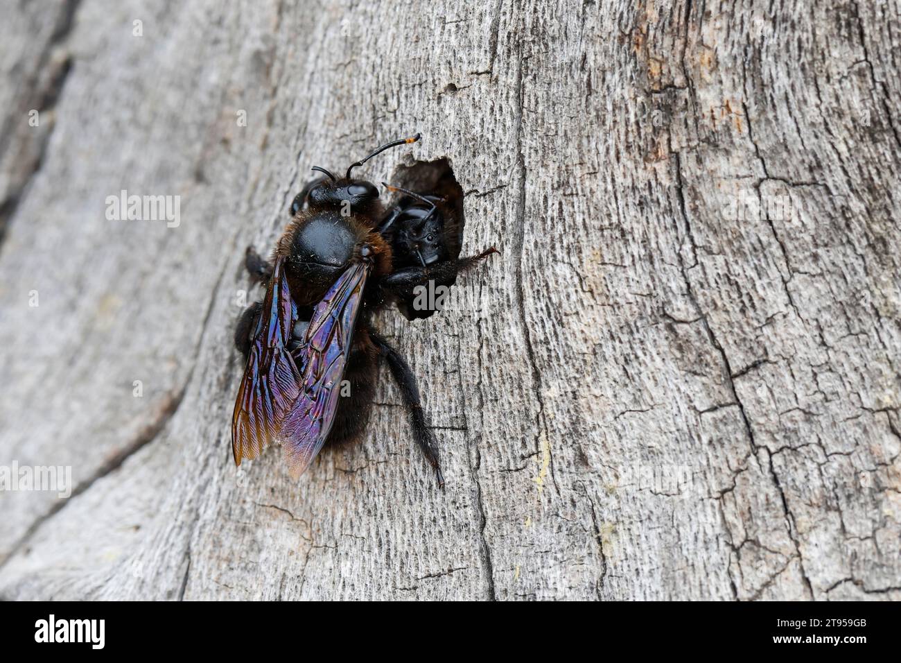Violet carpenter bee (Xylocopa violacea), male at nest hole in dead wood, hatching on males, Croatia Stock Photo