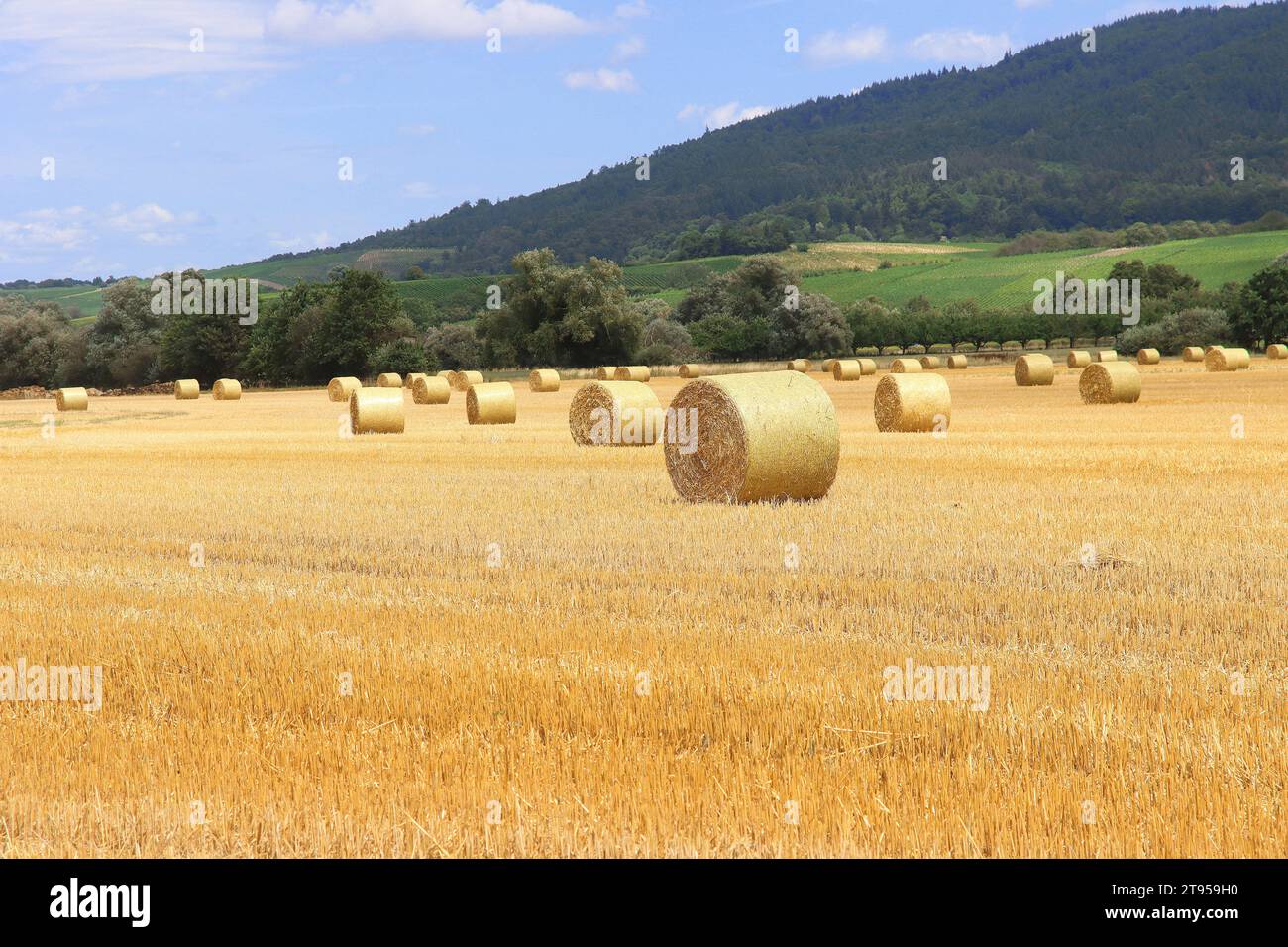 strawballs on a field, Germany Stock Photo - Alamy