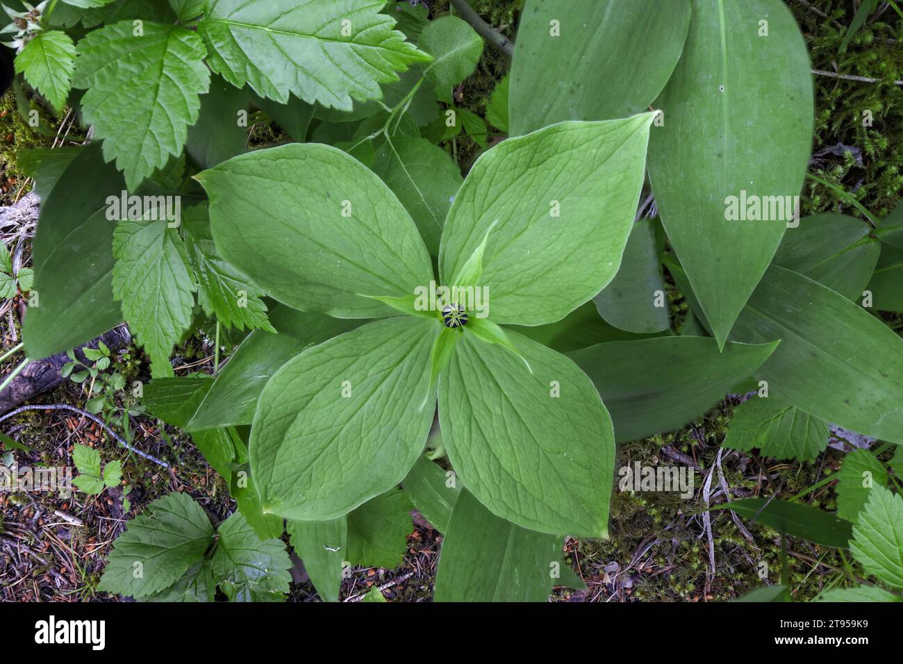 Herb Paris (Paris quadrifolia), blooming, Sweden, Vaesternorrland Stock Photo