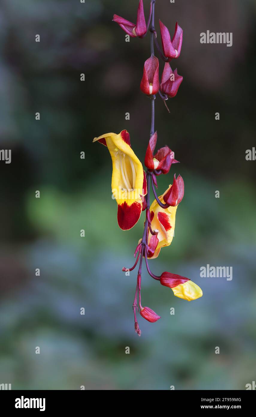 Clock Vine (Thunbergia mysorensis), inflorescence, Madeira Stock Photo