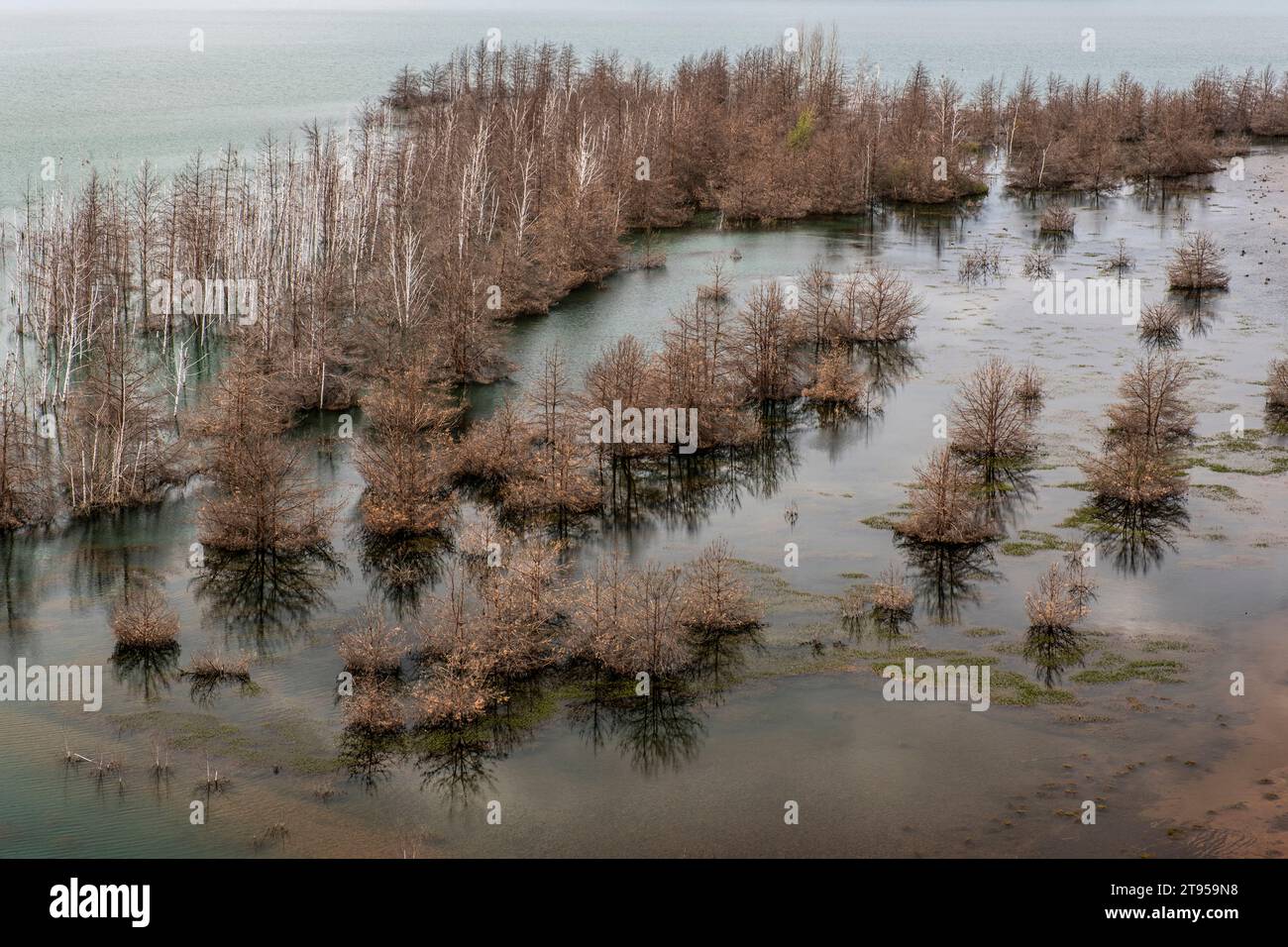 dead trees for recultivations of lake Sedlitzer See, Germany, Brandenburg, Niederlausitz, Senftenberg Stock Photo