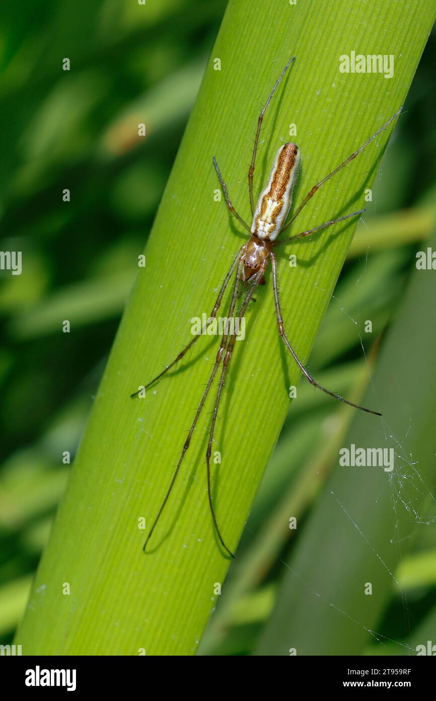Long-jawed spider, long-jawed orb weavers, silver stretch spider (Tetragnatha montana), upside down at a plant stem, dorsal view, Germany Stock Photo