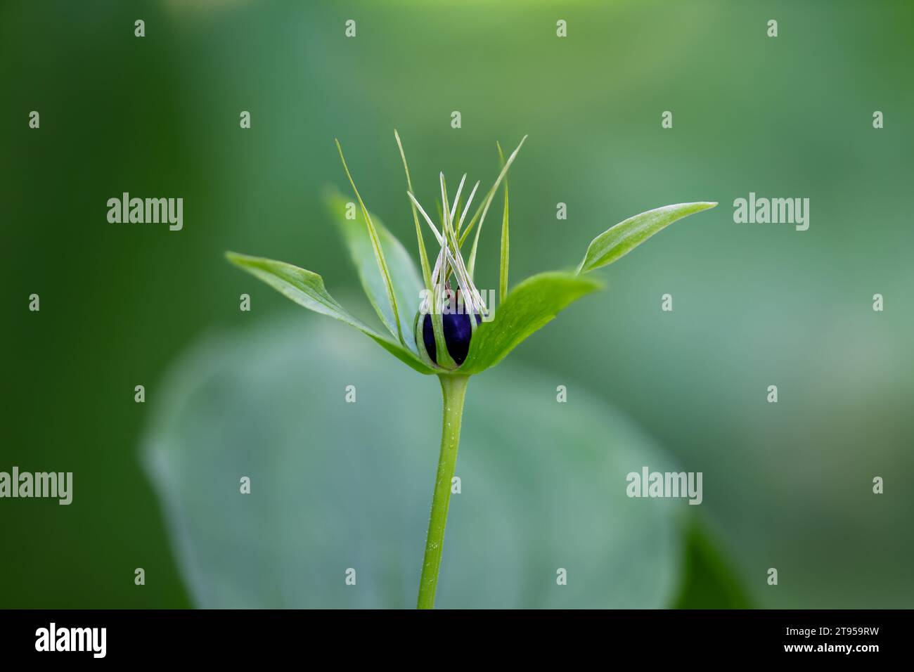 Herb Paris (Paris quadrifolia), flower, Sweden, Vaesternorrland Stock Photo