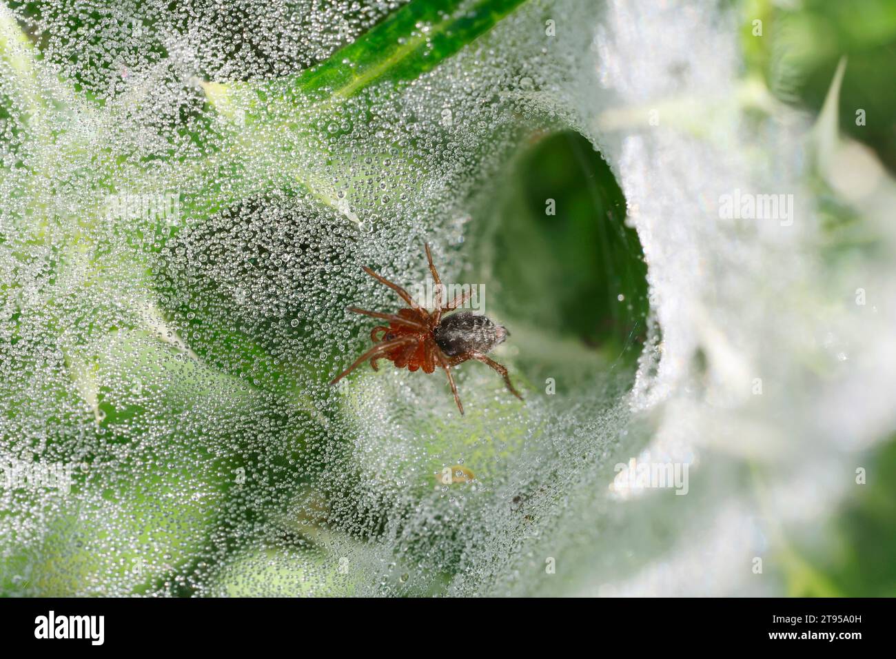 grass funnel-weaver, maze spider (Agelena labyrinthica oder Agelena orientalis), juvenile in web with morning dew drops, Croatia Stock Photo
