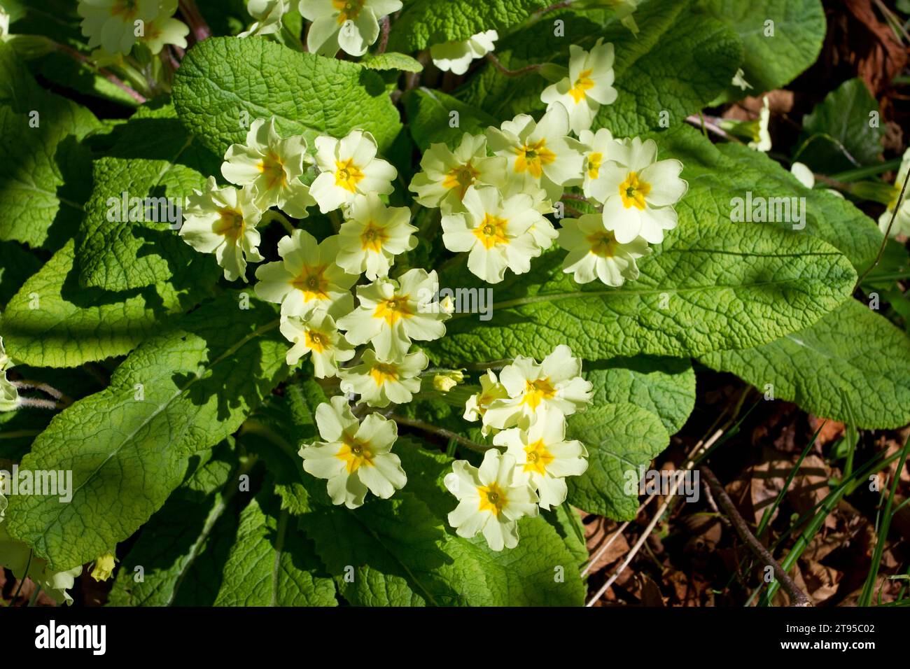 A Primrose (Primula vulgaris) plant under the shade of a tree in