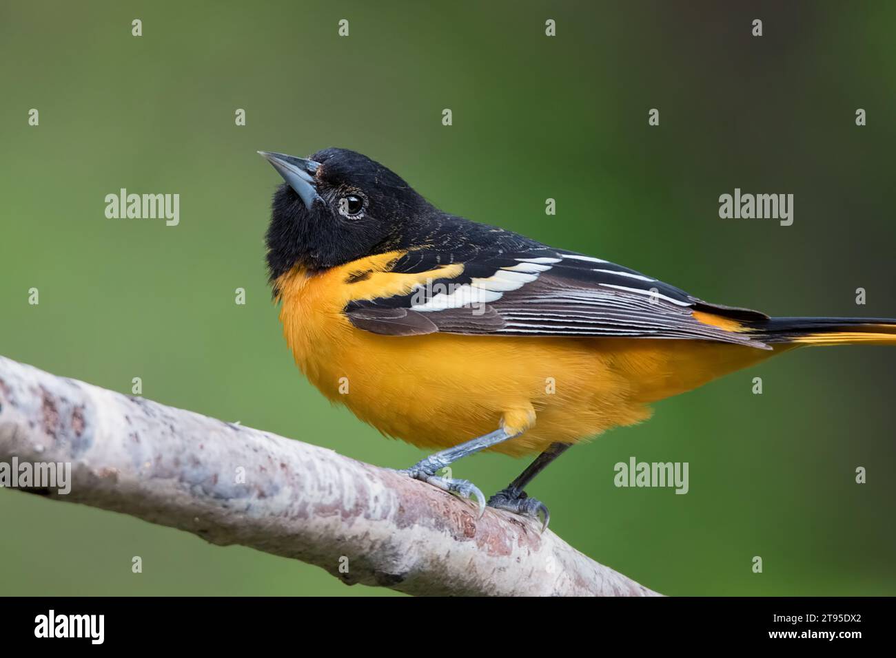 Close up Male Baltimore Oriole (Icterus galbula) perched on Birch tree branch in the Chippewa National Forest, northern Minnesota USA Stock Photo