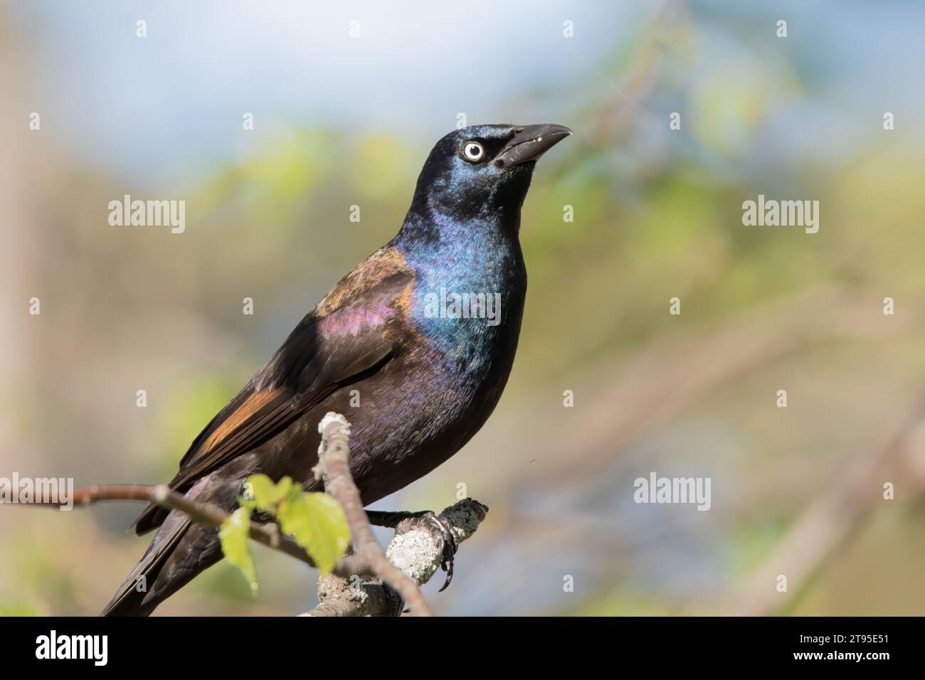 Male Common Grackle (Quiscalus quiscula) perched on small Birch Tree branch, with blurry background in northern Minnesota USA Stock Photo