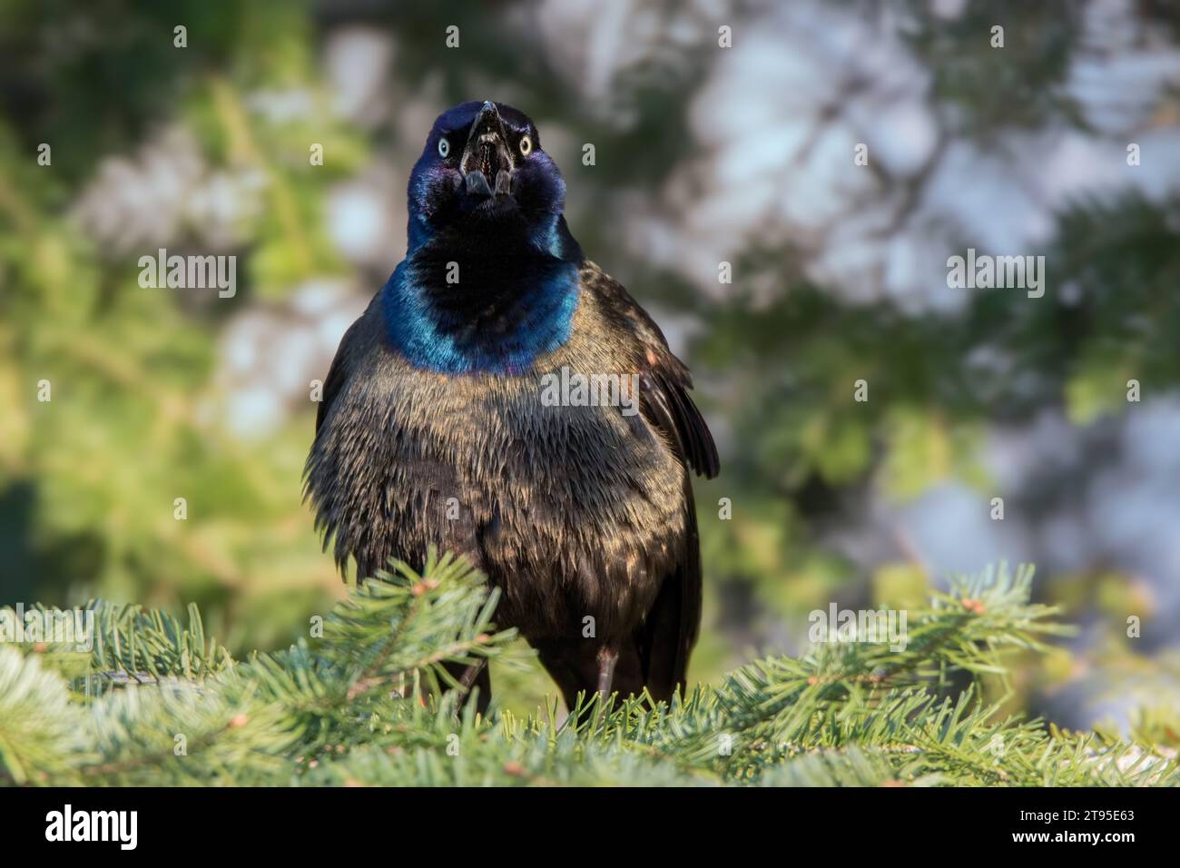 Male Common Grackle (Quiscalus quiscula) perching in White Spruce boughs, blurry background in the Chippewa National Forest, northern Minnesota USA Stock Photo