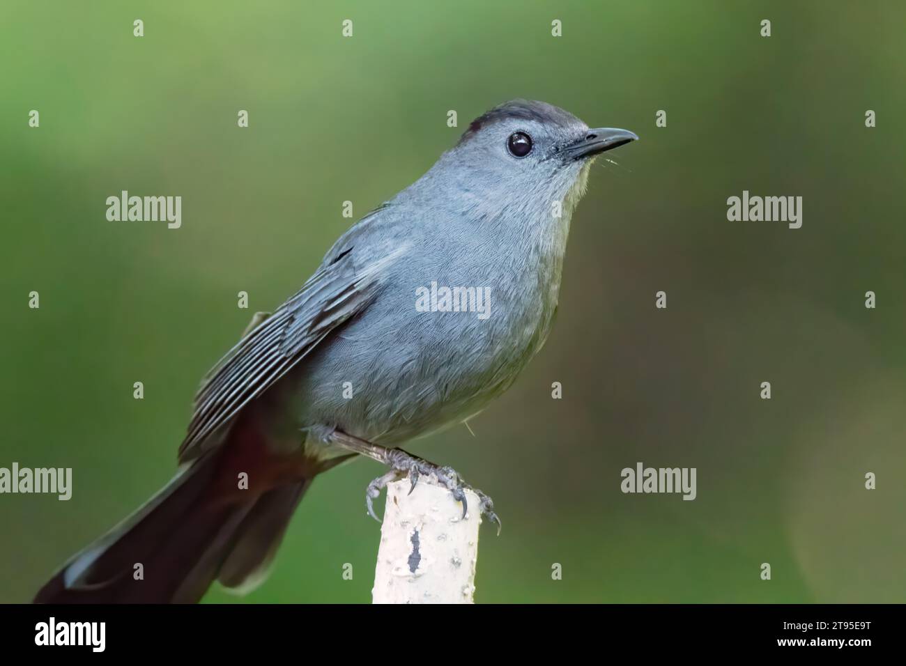 Gray Catbird (Dumetella carolinensis) perched on a Birch tree with blurry background  in the Chippewa National Forest, northern Minnesota USA Stock Photo