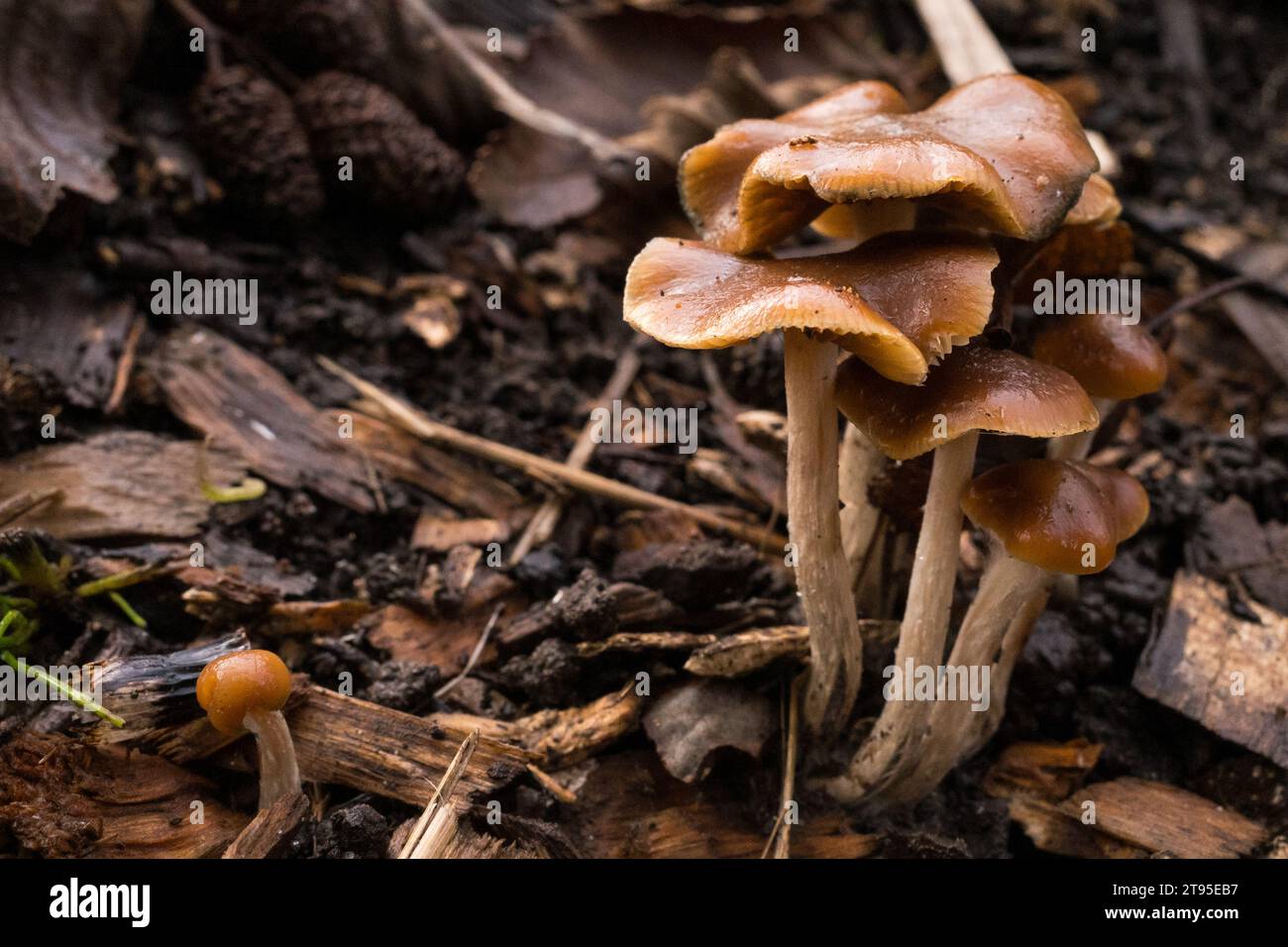 Psilocybe Cyanescens Magic Mushrooms growing in wood chips Stock Photo