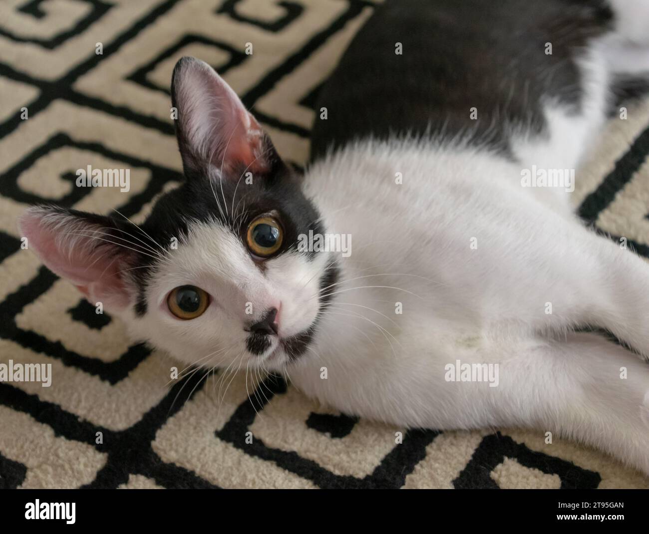 Black and white cat lying on the floor hi-res stock photography and ...