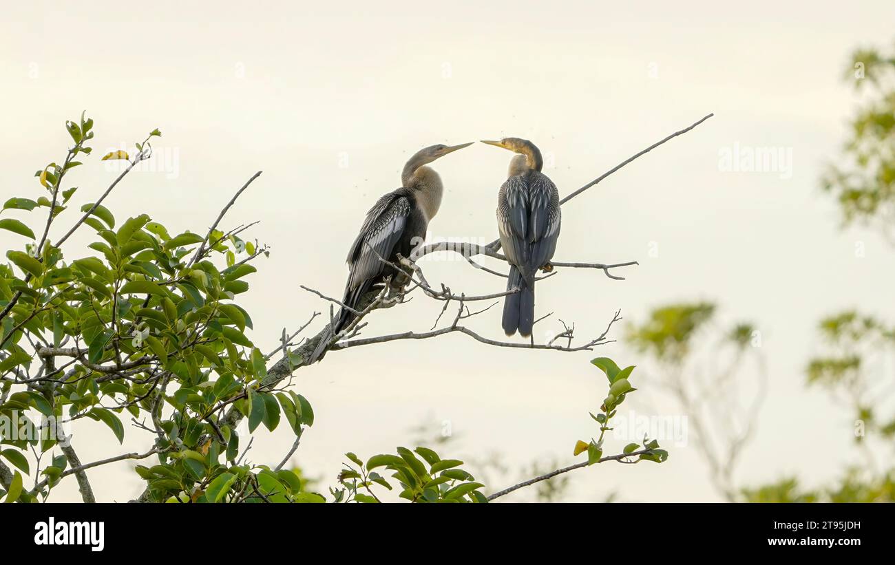Predator pair hi-res stock photography and images - Alamy