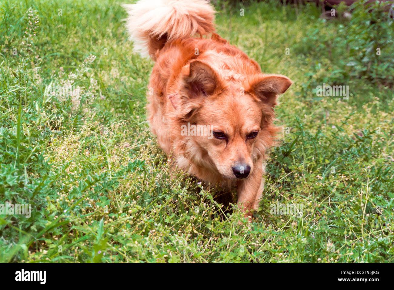 portrait of a beautiful dog Stock Photo - Alamy