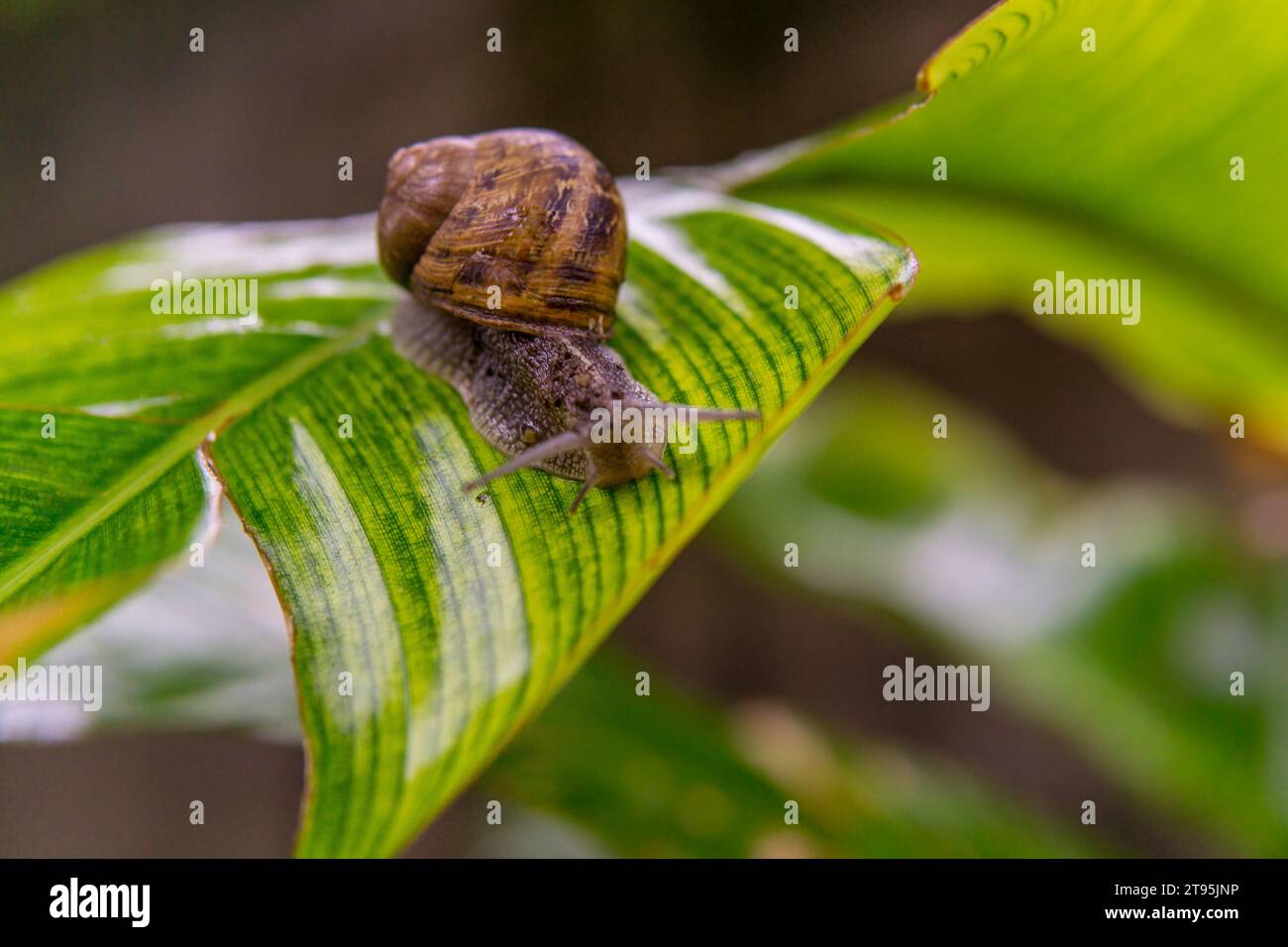 snail on a big leaf Stock Photo